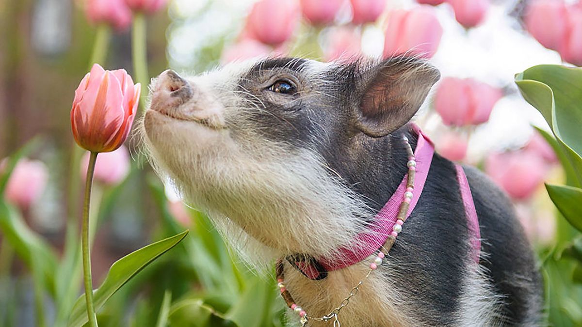 Wesoła świnka w tulipanach zrobi ci dzień! 1