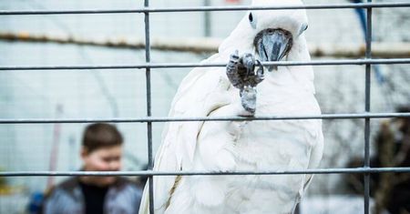 Weekendowe ZOO w Targach Lublin odwołane z powodu koronawirusa. Co z zakupionymi biletami?