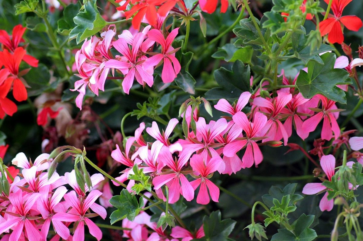 Jeśli nie wiesz, jakie kwiaty siać w lutym, wybierz pelargonię.
