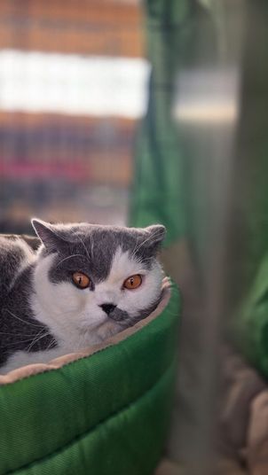 Międzynarodowa Wystawa Kotów Rasowych Federacji WCF w Piekarach Śląskich