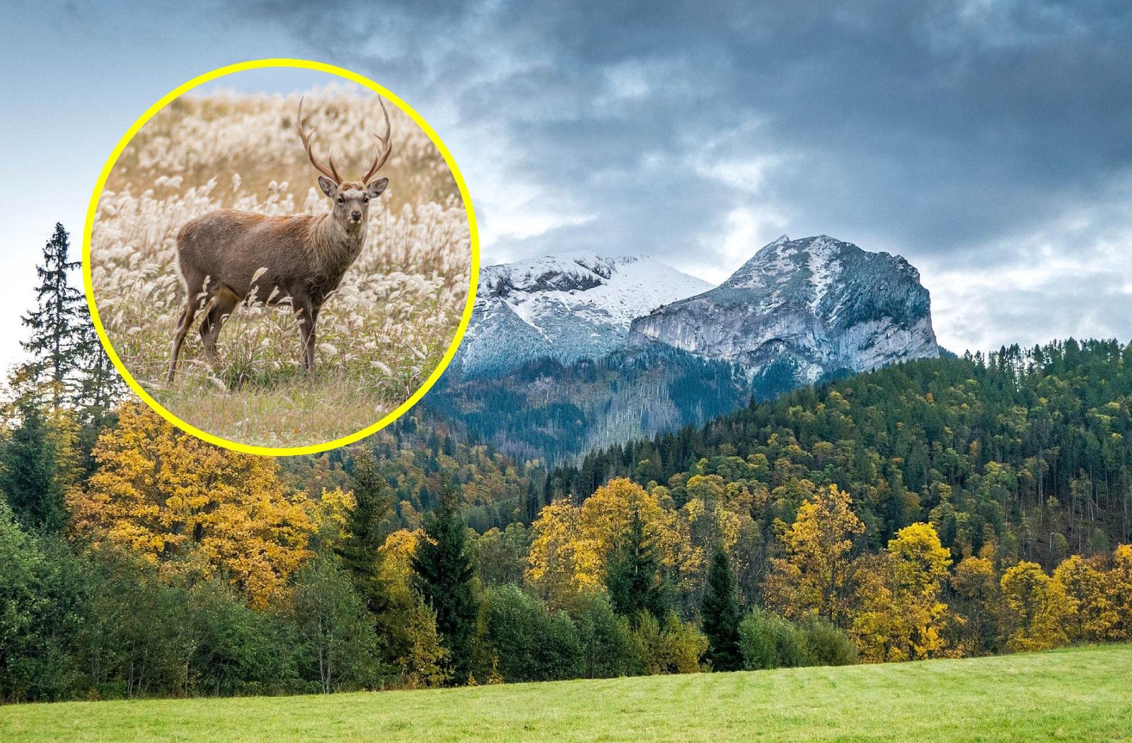 Turyści blokują numer alarmowy TOPR. Kuriozalny powód