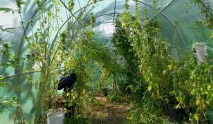 Marihuana rosła między grządkami pomidorów. Policja złapała plantatora