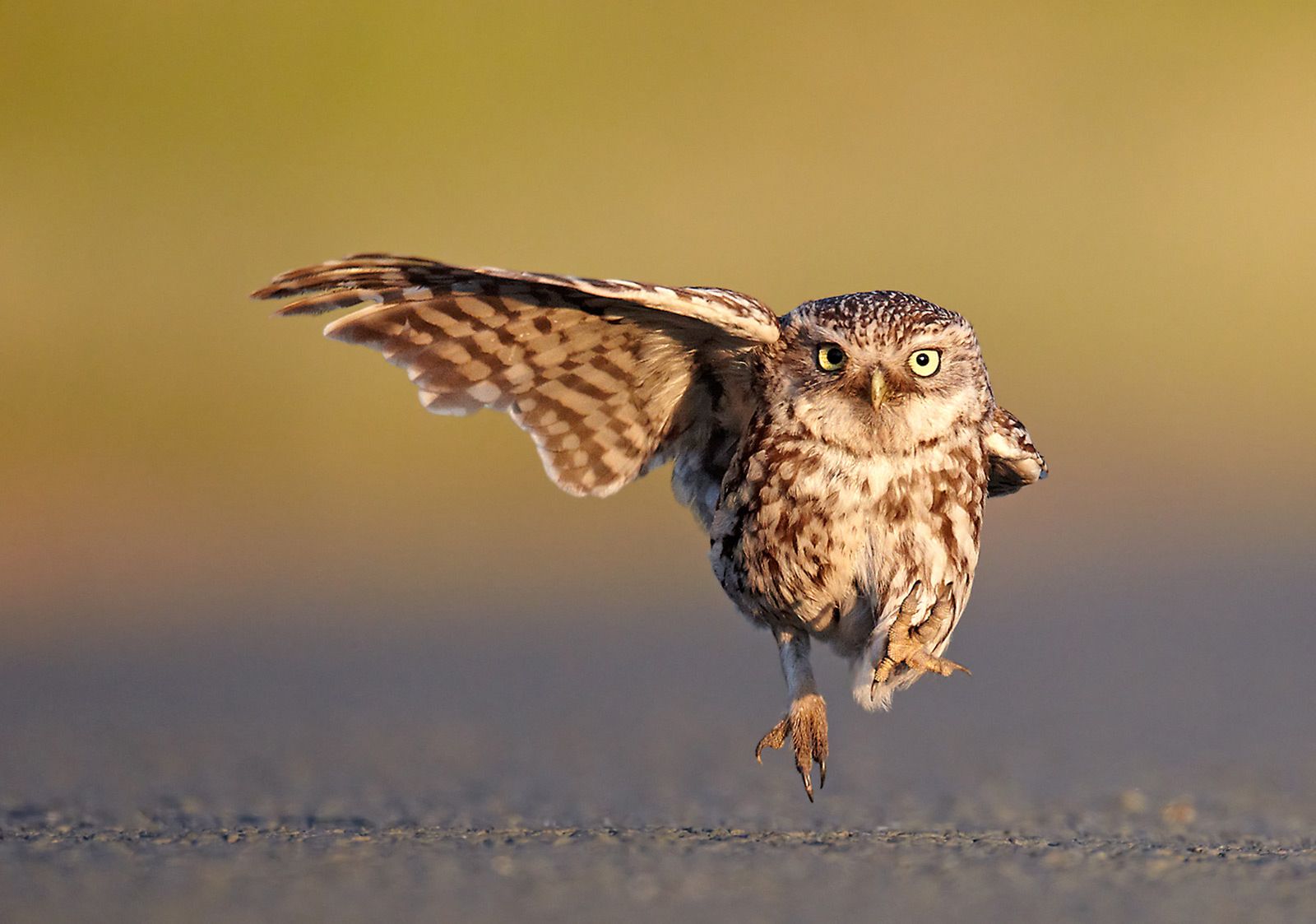 Wyłoniono zwycięzców konkursu Comedy Wildlife Photography Awards 2016. Nie przestaniesz się śmiać oglądające te zdjęcia 8