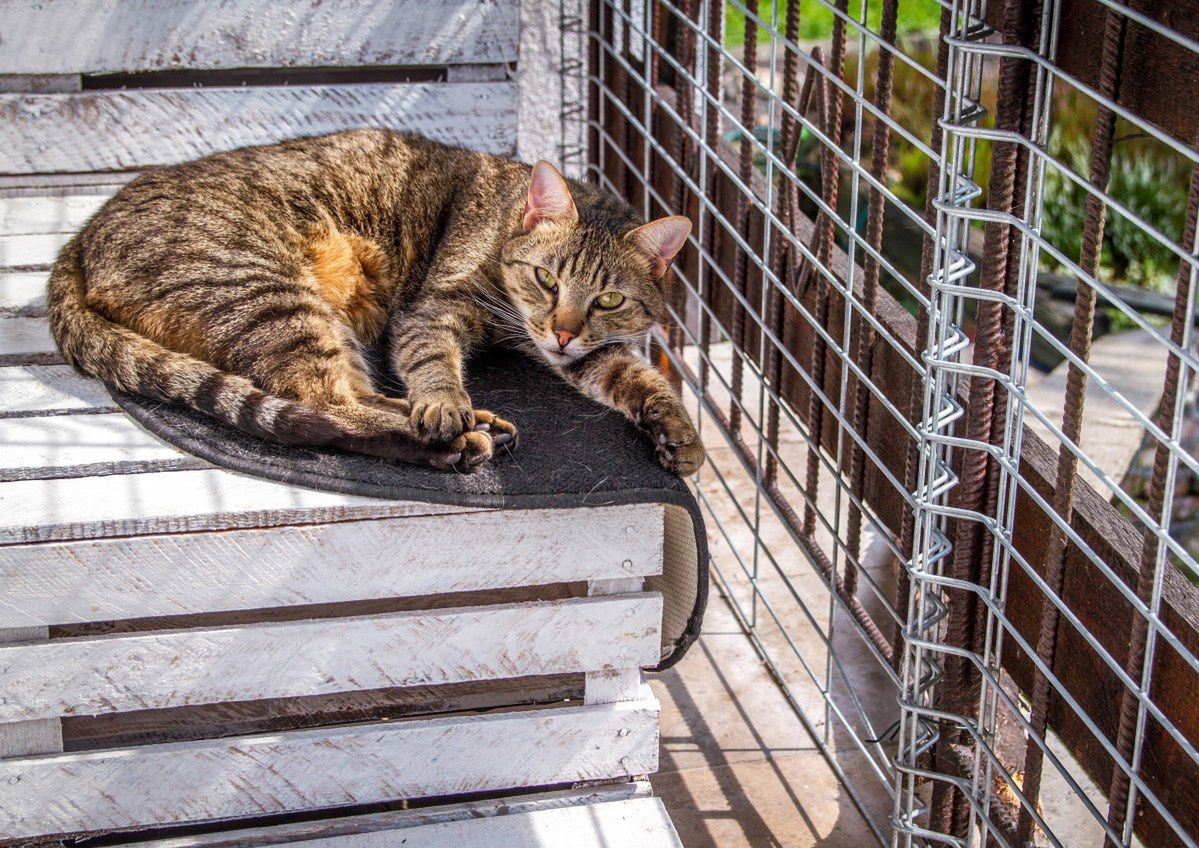 They were sent to slaughter. A thousand cats saved from a truck