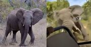 Nie żyje 80-letnia turystka. Słoń zaatakował samochód z turystami (WIDEO)