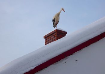 Bocian nie odleciał na zimę. Wielkie poruszenie w komentarzach