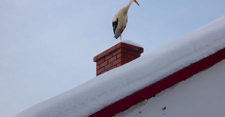 Bocian nie odleciał na zimę. Wielkie poruszenie w komentarzach