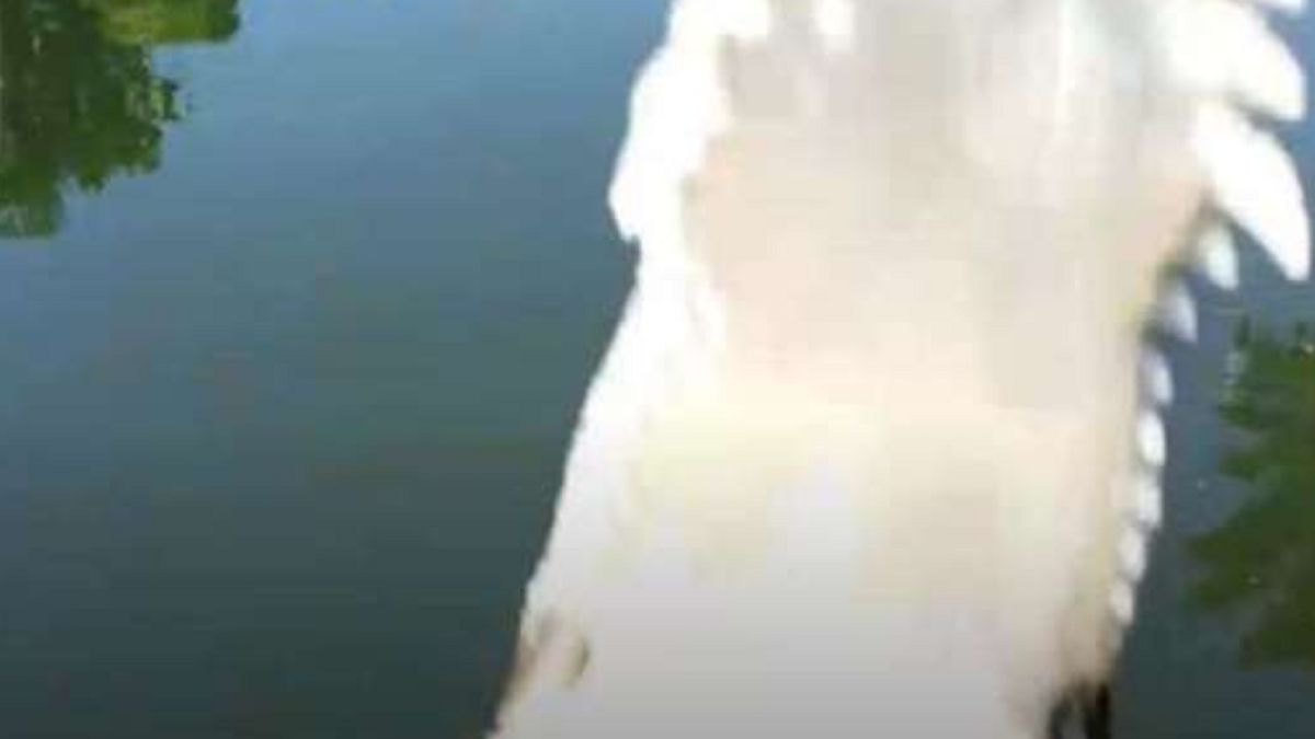 Krokodyl połknął drona.