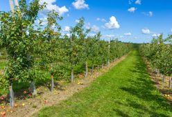 Włamanie do sadu. Nagle pojawił się właściciel