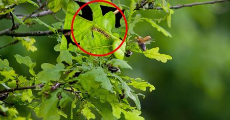 Poparzona kobieta w Poznaniu. Ostrzeżenie przed groźną gąsienicą