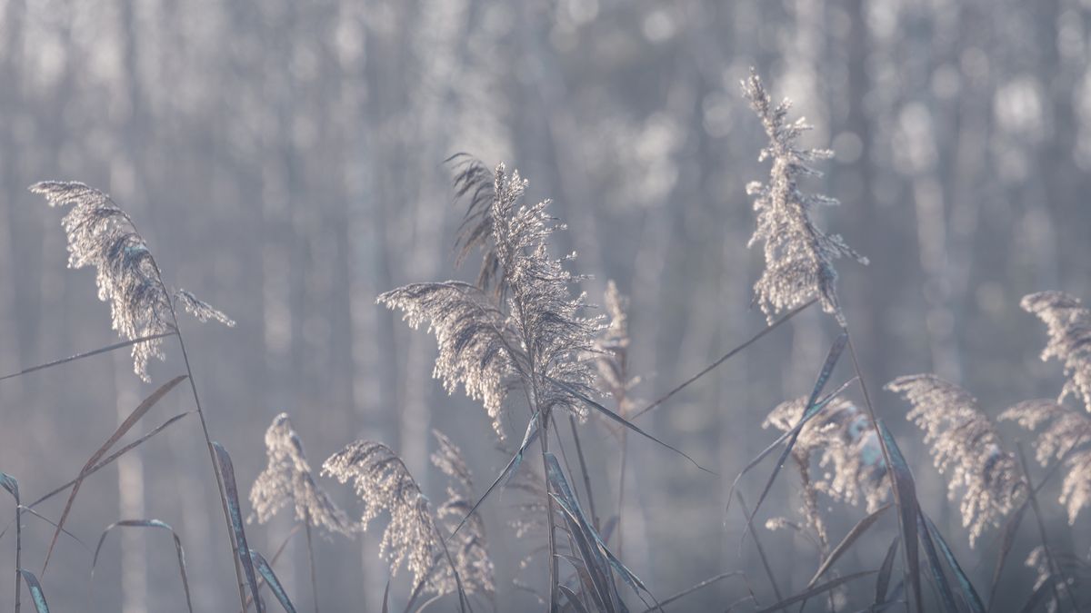 Eksperci znów zapowiadają przymrozki