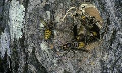 Łowił ryby nad Wartą. Zginął w męczarniach