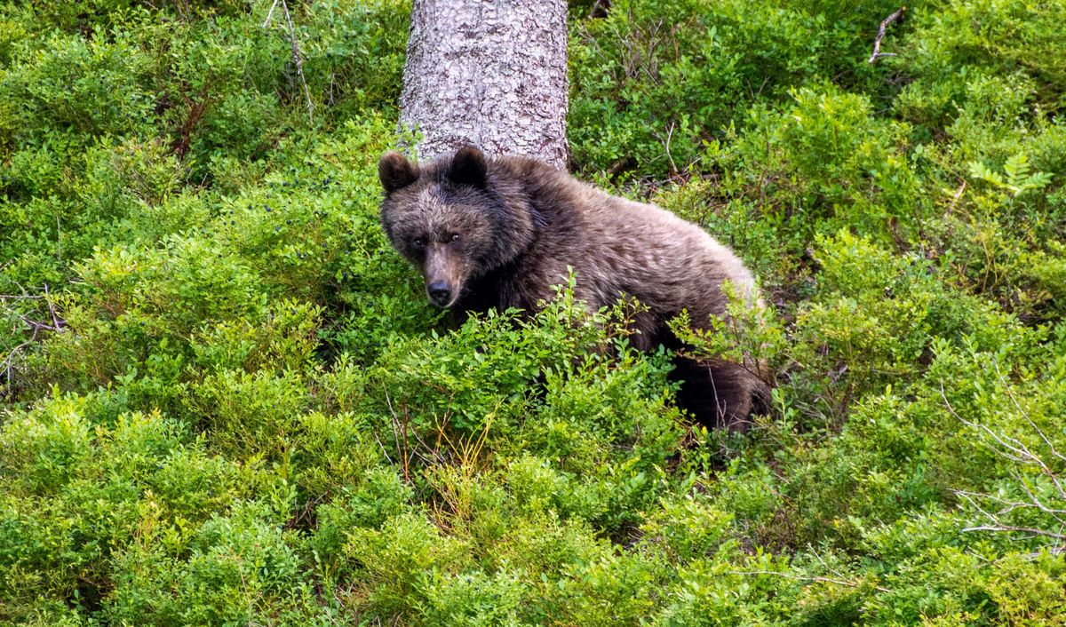 Według danych RDLP w Bieszczadach żyje ok. 150 niedźwiedzi
