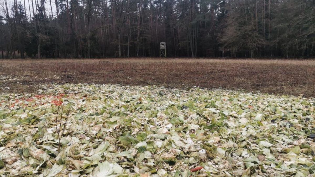 Myśliwi rozsypali warzywa, aby zwabić i zabić leśne zwierzęta 