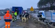 Ciężarówka wylądowała w rowie. Bydło wybiegło na ulicę