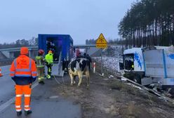 Ciężarówka wylądowała w rowie. Bydło wybiegło na ulicę