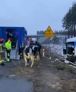 Ciężarówka wylądowała w rowie. Bydło wybiegło na ulicę