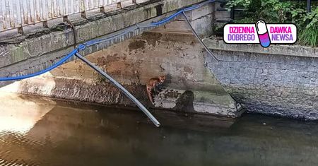 Dwa lisy uratowane w jeden dzień. Strażnicy miejscy z Gdańska ruszyli na pomoc