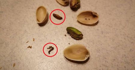 Robaki w pistacjach na wagę z Biedronki. Oglądaj orzechy przed ich zjedzeniem!