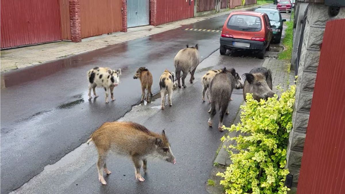 Dziki zadomowiły się w Krakowie