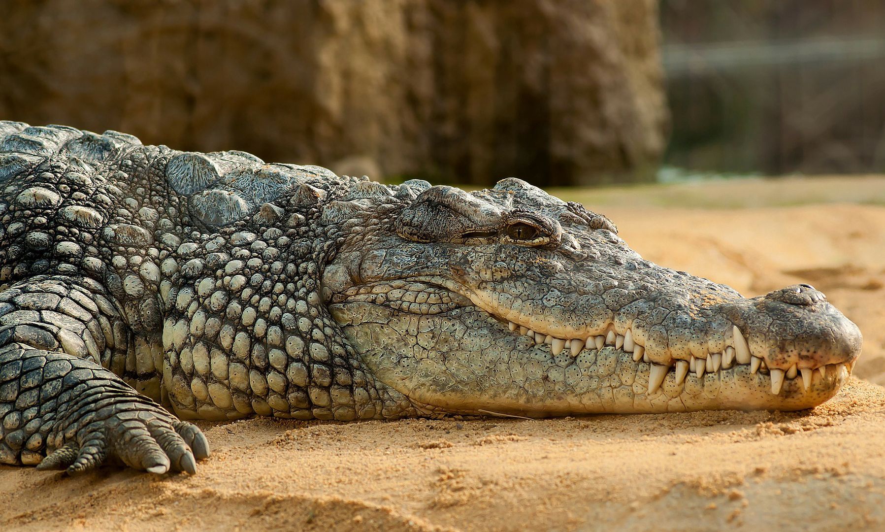 Atak krokodyla podczas nurkowania. Mężczyzna cudem przeżył