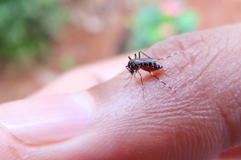 Komary nie dają ci żyć w domu? Te triki są i skuteczne, i tanie