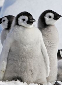 Climate crisis. Young emperor penguins at risk