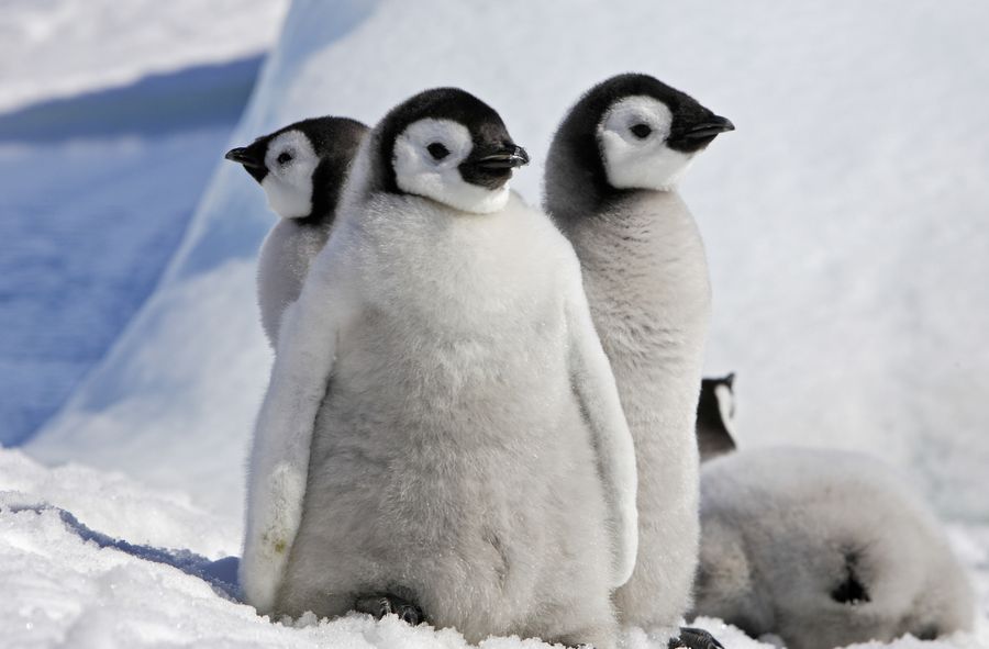 Climate crisis. Young emperor penguins at risk