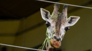 Już dziś poznamy imię żyrafy z gdańskiego ZOO!