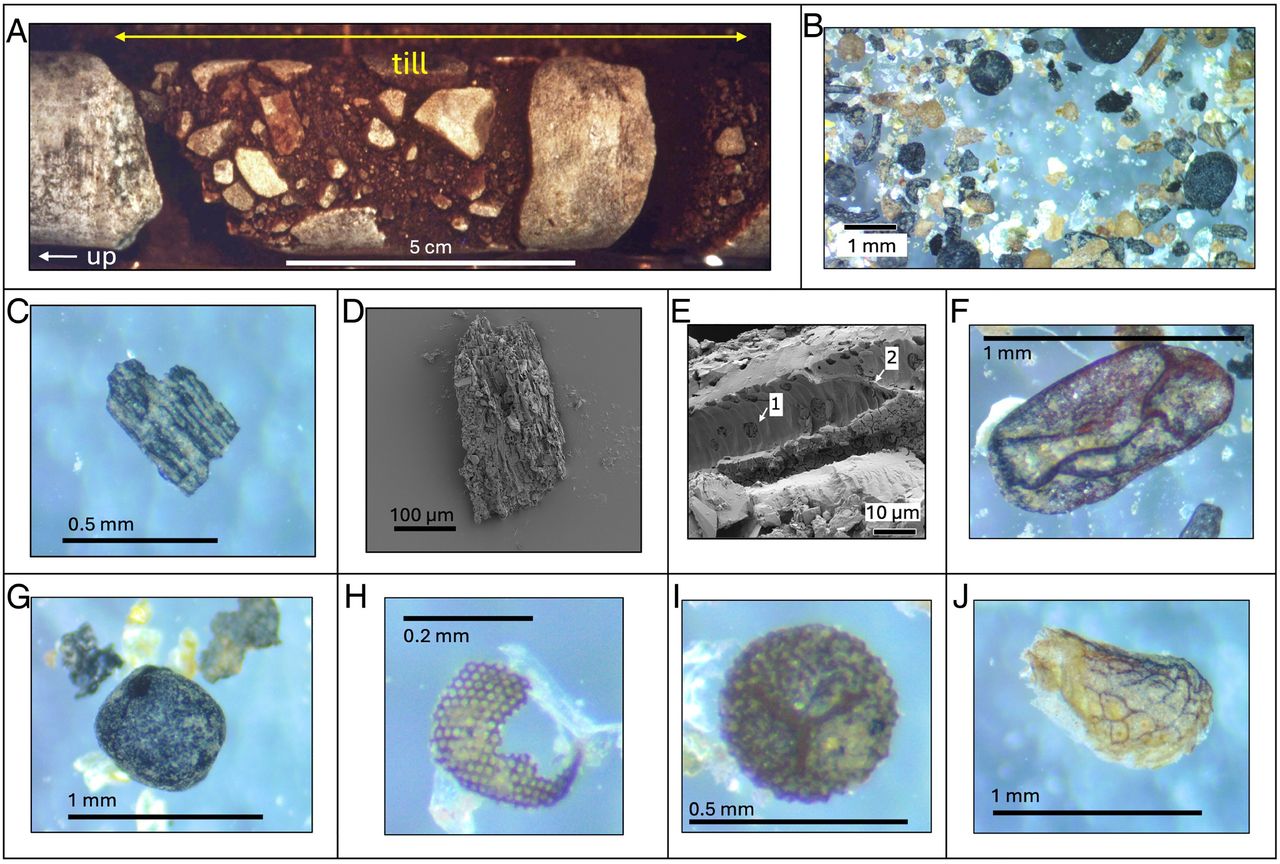 Plant elements found in Greenland