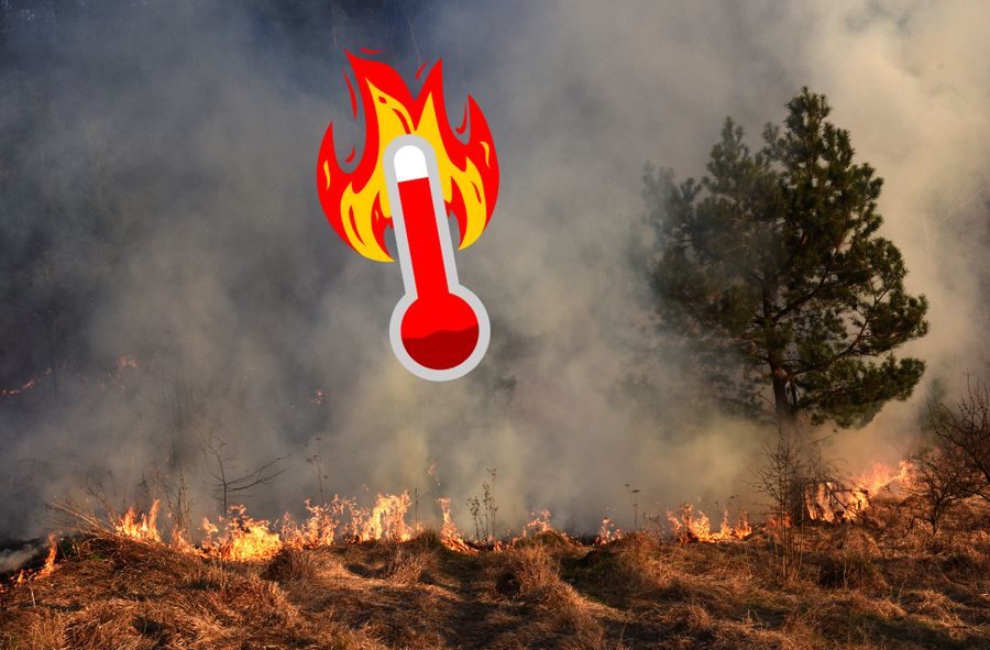 Grecką Attykę trawią pożary lasów