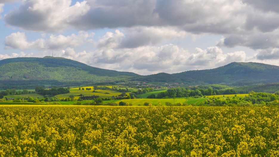 swidnica, masyw slezy, mount sleza, fields of rapeseed, poland nature, poland landscape, landscape, field, sky, nature, meadow, grass, green, spring, summer, blue, cloud, yellow, agriculture, rural, flower, clouds, flowers, countryside, panorama, view, sun, forest, land, tree, horizon, cross by the road, cross road, country road, village, cultivated field, crop, plant, rape flowers, rape, cross in the field, golden field, poland map, poland, outdoor