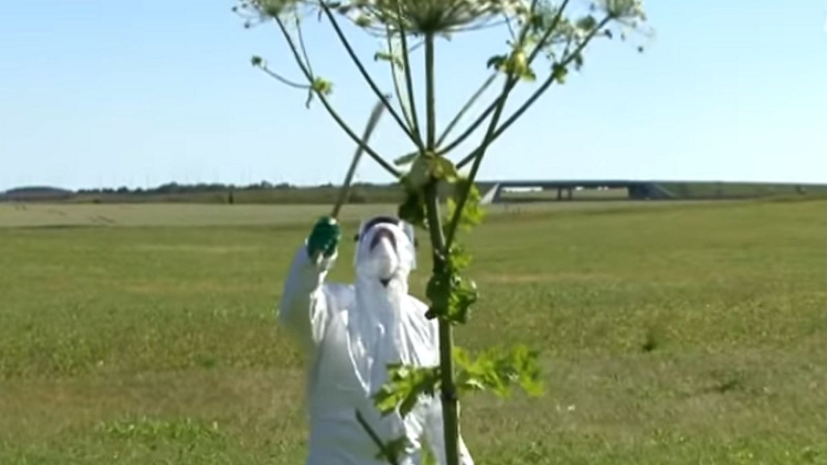 Barszcz Sosnowskiego