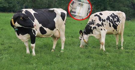 Ceny biją rekordy, ale rolnicy nie świętują. Mają duże obawy