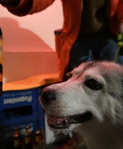 Drink dla psa? Wielka Brytania prekursorem dla czworonogów