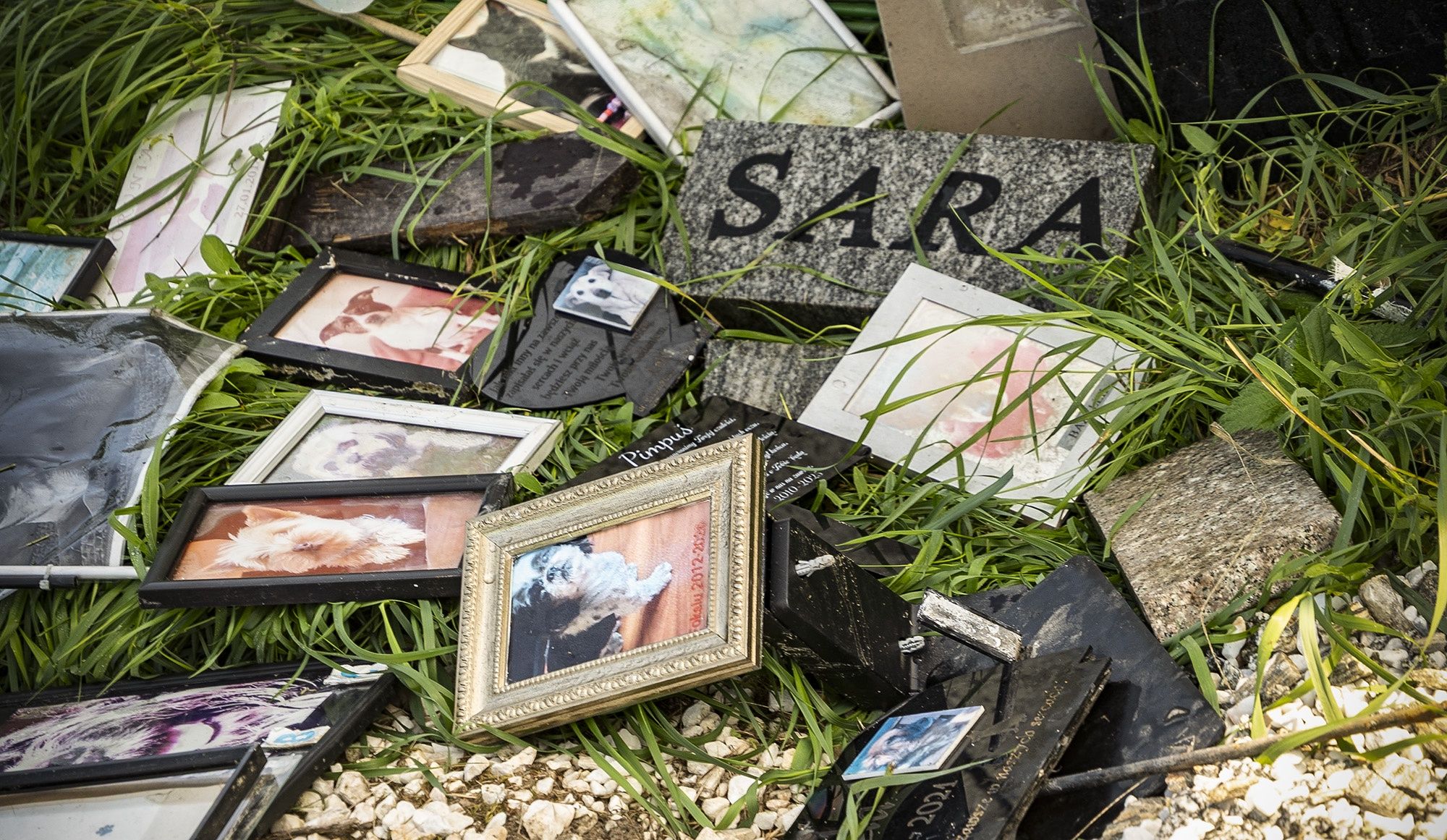 Zniszczone tabliczki na cmentarzu dla zwierząt w Pile Leszkowie