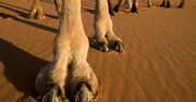 Podrasowane wielbłądy w Arabii Saudyjskiej. Weterynarzom opadły szczęki