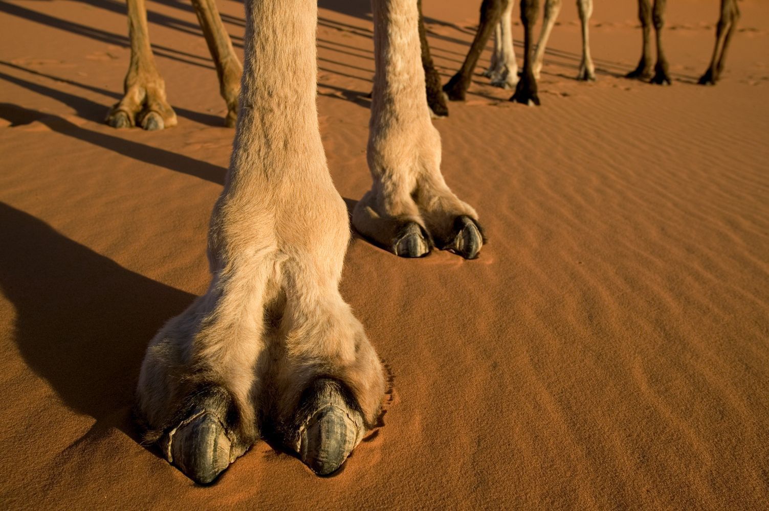 Podrasowane wielbłądy w Arabii Saudyjskiej. Weterynarzom opadły szczęki