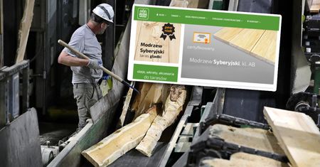 Sprzedają rosyjskie drewno w Polsce i mówią o tym wprost. Tak się tłumaczą