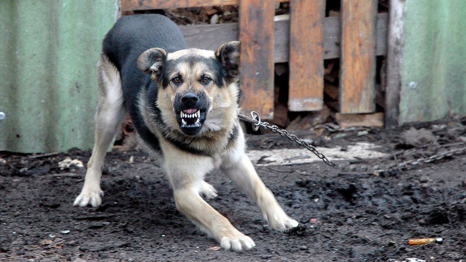 Mazowieckie. Pies pogryzł trzyletnią dziewczynkę