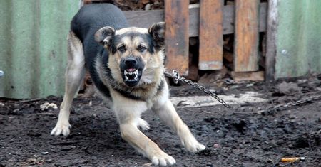 Mazowieckie. W Mławie pies pogryzł trzyletnią dziewczynkę