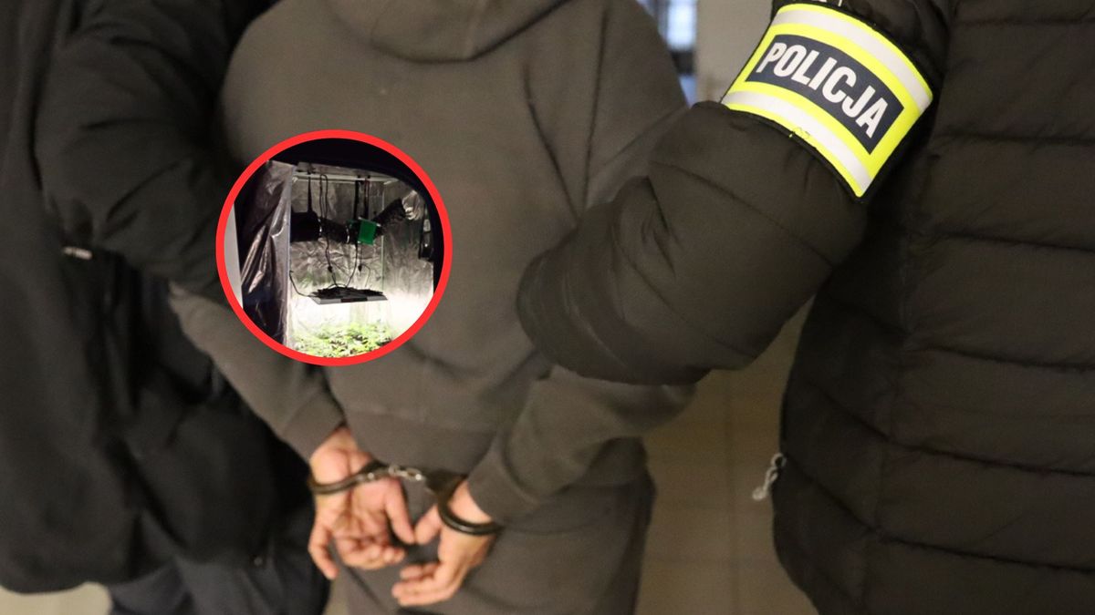 marihuana, policja, namiot Weszli do mieszkania na Podlasiu. Namiot w sypialni wzbudził podejrzenia