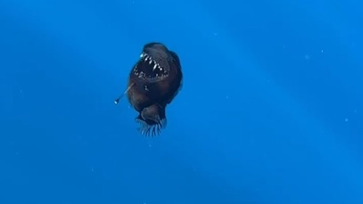 Zobaczyła w wodzie "coś czarnego". To była ryba