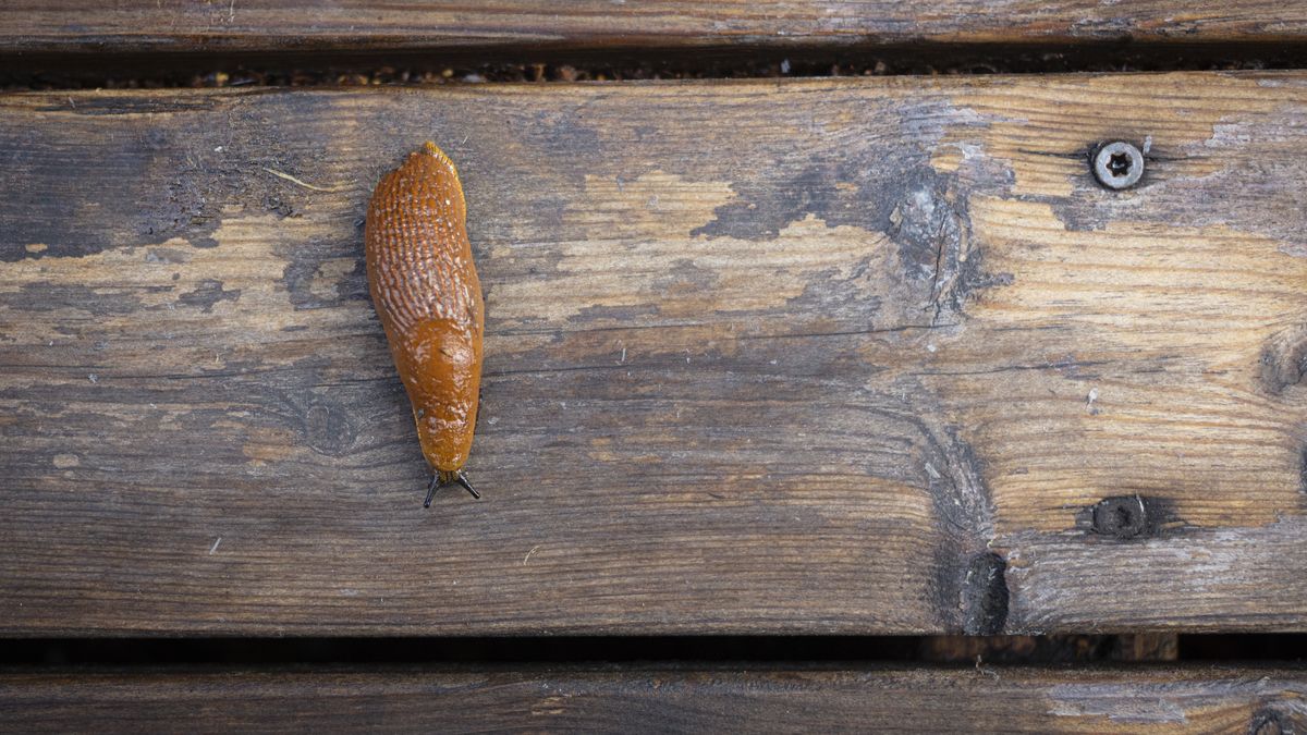 Zła pogoda może go mocno popsuć. Miej go, żeby się ochronić 