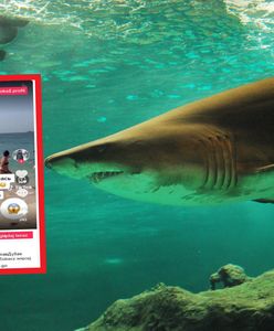 Horror w Dubaju. Do brzegu przypłynął rekin