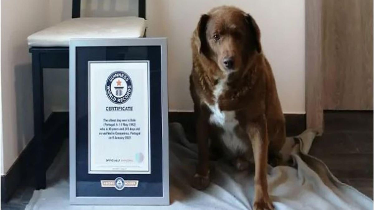 Bobi był najstarszym psem na świecie