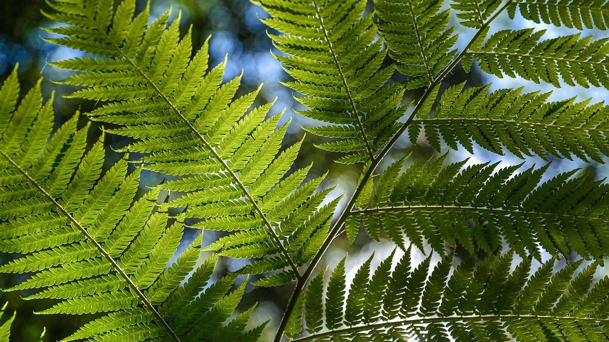Groźna choroba w polskich lasach.