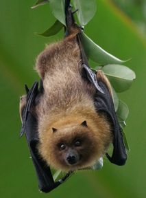Nietoperze z Zielonej Góry będą walczyły z komarami. Budki im w tym pomogą