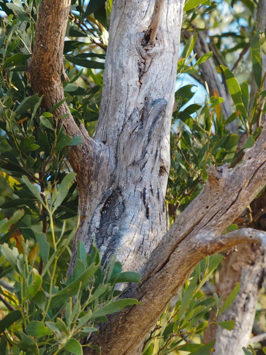 Widzisz sowę ukrytą na zdjęciu?