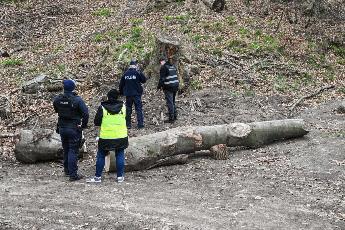 Dramatyczny wypadek. Pień przygniótł dzieci